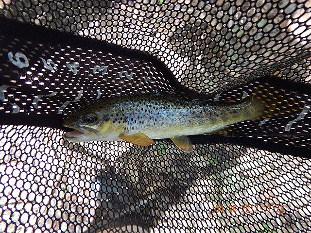 DSCN1957.jpg -                                I got this nice brown.  In a stream where we normally catch brook trout, a brown shows up every now and then.