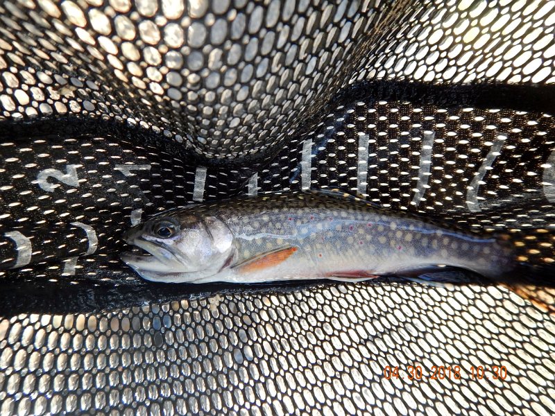 DSCN3125.jpg - Thats not to say we didn't get any fish.  It's just that I'm looking forward to dry fly fishing and it is slow coming this year.