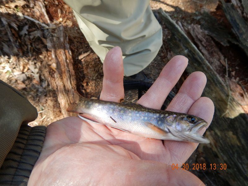 DSCN3129.jpg - Ed got this good looking brookie.