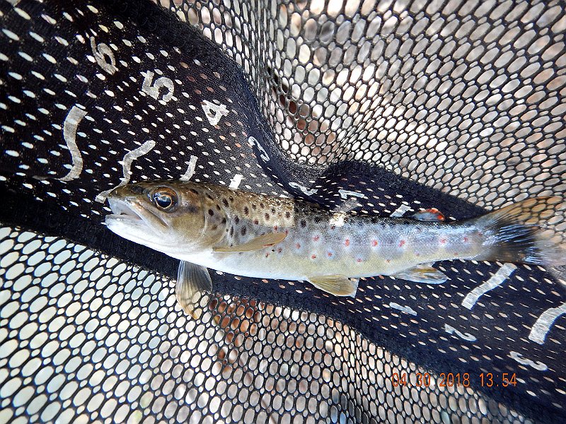 DSCN3133.jpg - Is it....yes, I believe it is.  A native BROWN.  Haven gotten one of these in a while.