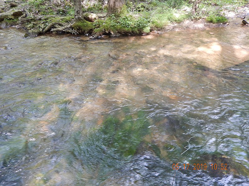$LaurelRunb002$.jpg - He was living right here.  No wonder, plenty of water and good depth.
