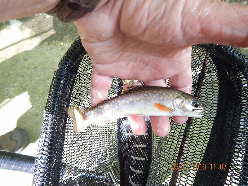 $LaurelRunb003$.jpg - This was a nice fish too but the colors didn't seem to show well in the camera.