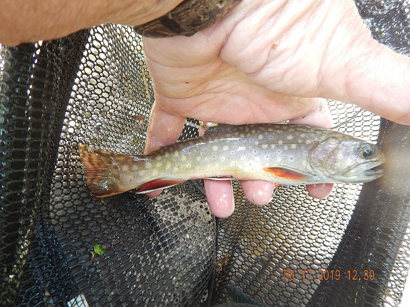 $LaurelRunb009$.jpg - Now, this was the biggest of the day. Really nice fish compared to the ones we typically catch in this stream.