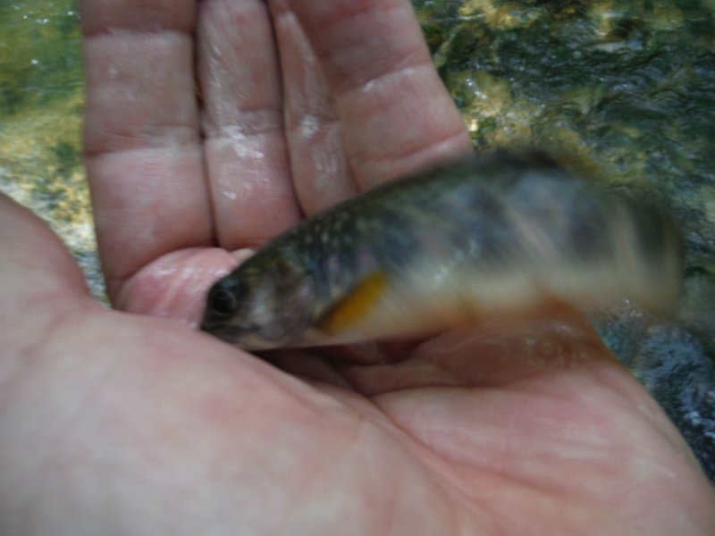 $LaurelRunb011$.jpg - Ed had a fish that was camera shy.  It jumped before he could get the pic.