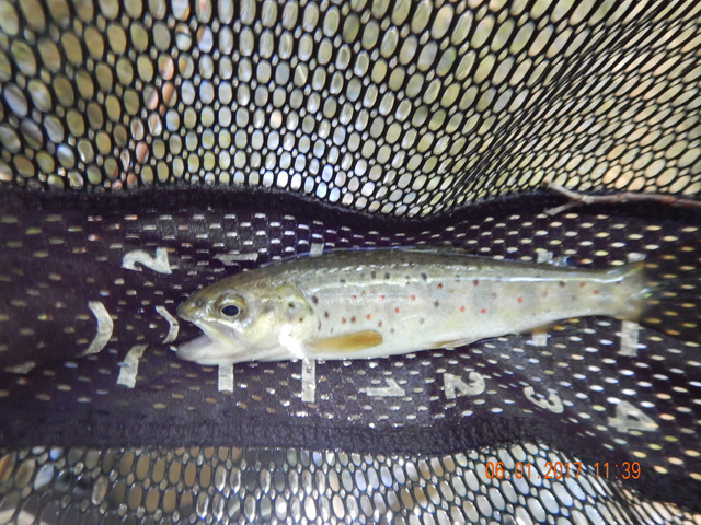 DSCN2106.jpg -                                This one came from the run shown in the previous pic.  They would bite but they weren't particularly easy to catch.