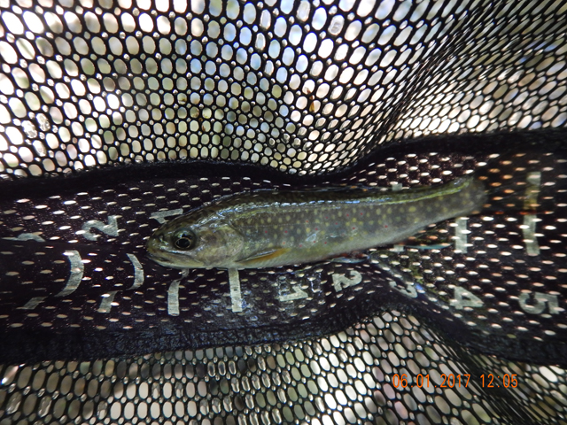 DSCN2108.jpg -                                There were both brookies and browns in the stream at this location.