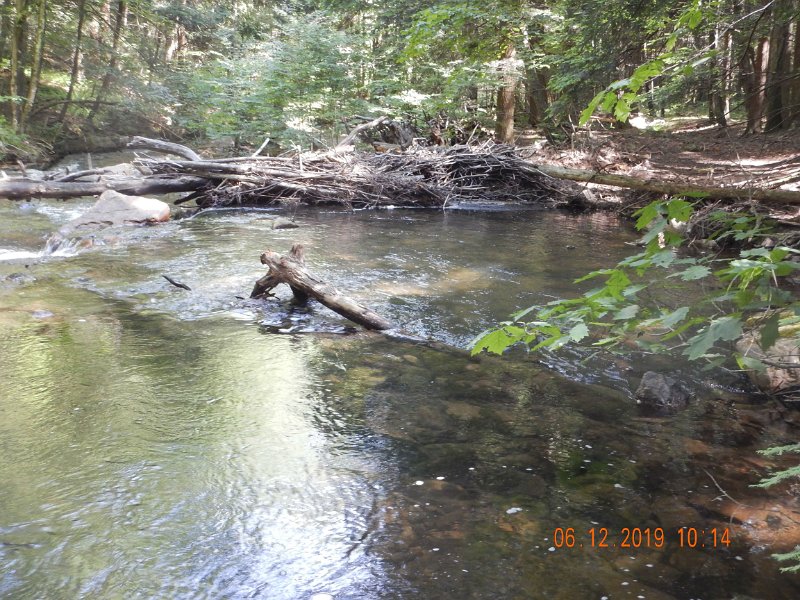 $LaurelRun3002$.jpg - These two pools..Near and far usually hold a couple of trout.  This time only one.