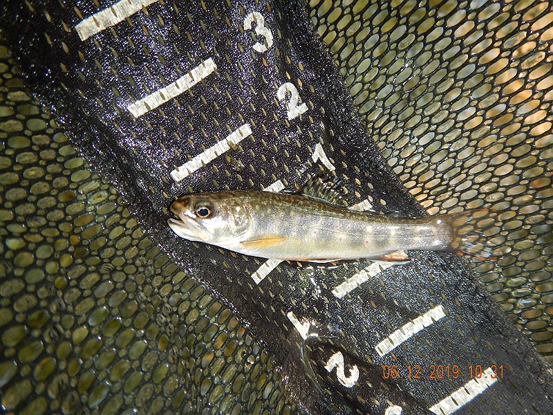 $LaurelRun3003$.jpg - Then I started.  None of my fish were expecially big but some were absolutely beautiful.