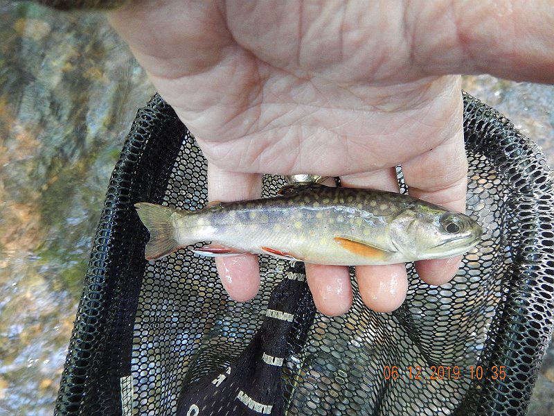$LaurelRun3005$.jpg - No shortage of food in this stream.  Plump little brookie.