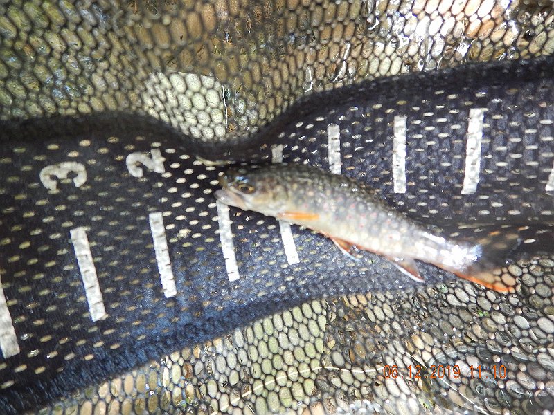 $LaurelRun3009$.jpg - Camera doesn't do this fish justice.  It was much nicer than the camera shows.