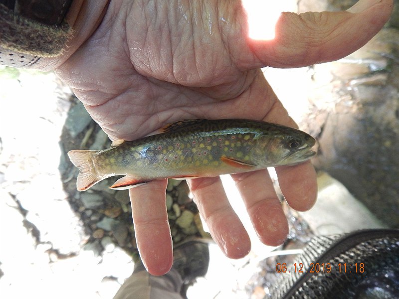 $LaurelRun3014$.jpg - Another healthy brookie.