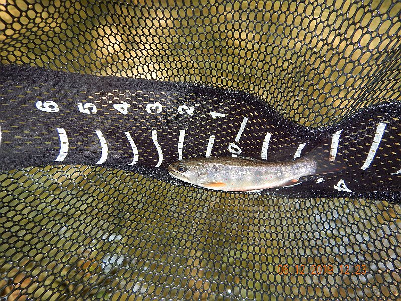 $LaurelRun3023$.jpg - Got close enough to Ed to get a pic of one of his fish. 'bout 7 inches.