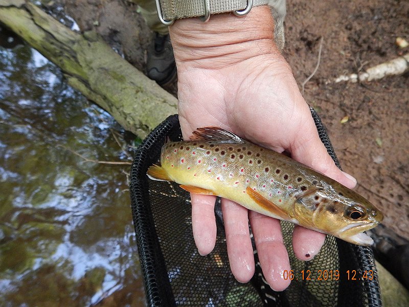 $LaurelRun3026$.jpg - Another pic of the same fish. 