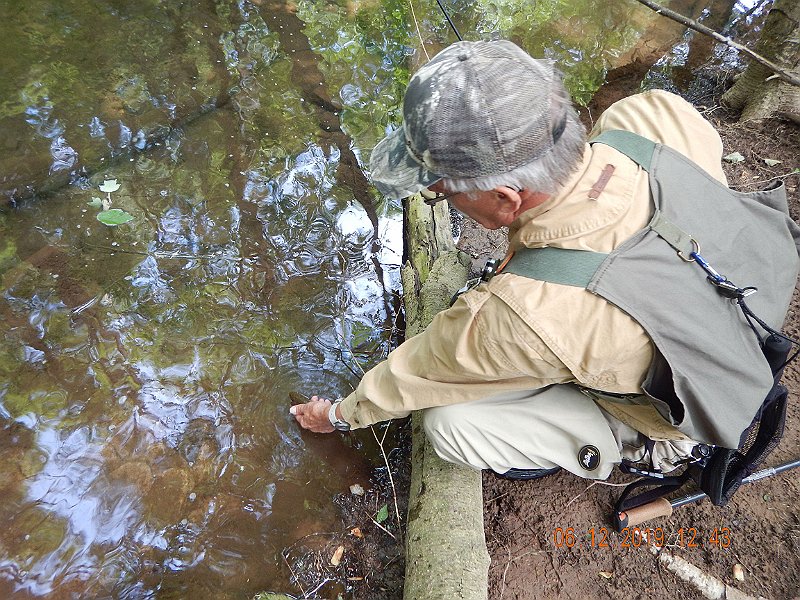 $LaurelRun3027$.jpg - The nicest thing you can do for another fisherman is to let a good fish go!   It's back home, healthy and no worse for the wear.