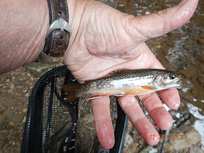 $LaurelRun3030$.jpg - Another beauty.  I still marvel at the colors on the fins.