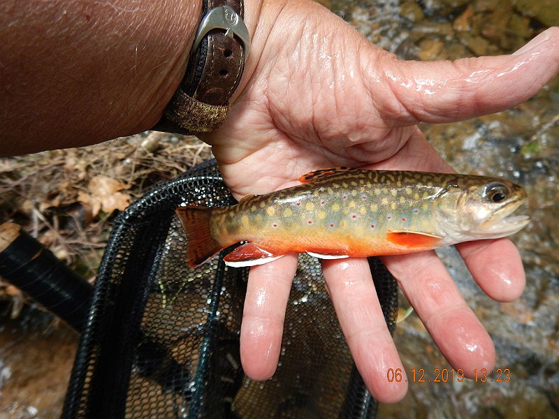 $LaurelRun3031$.jpg - Now this was probably the most colorful fish of the day.