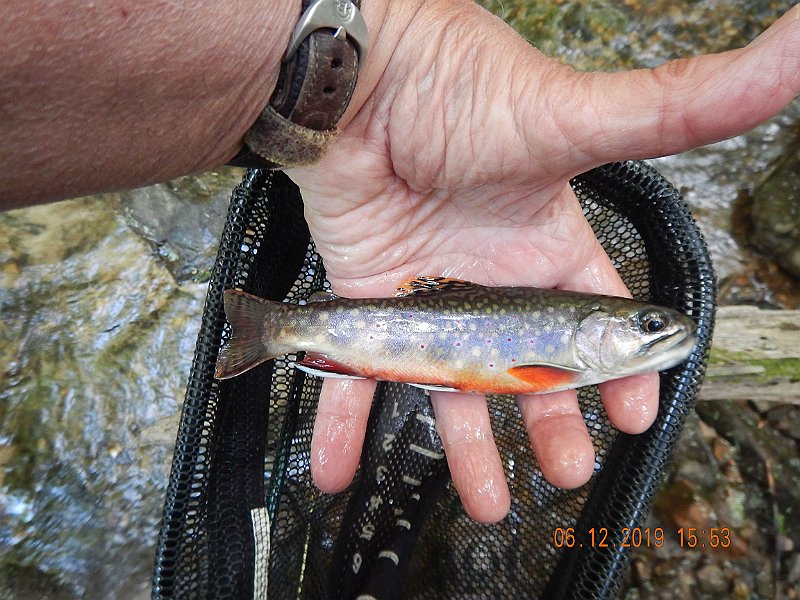 $LaurelRun3033$.jpg - Stopped for a bite of lunch then it was back to the stream and some more nice brookies.