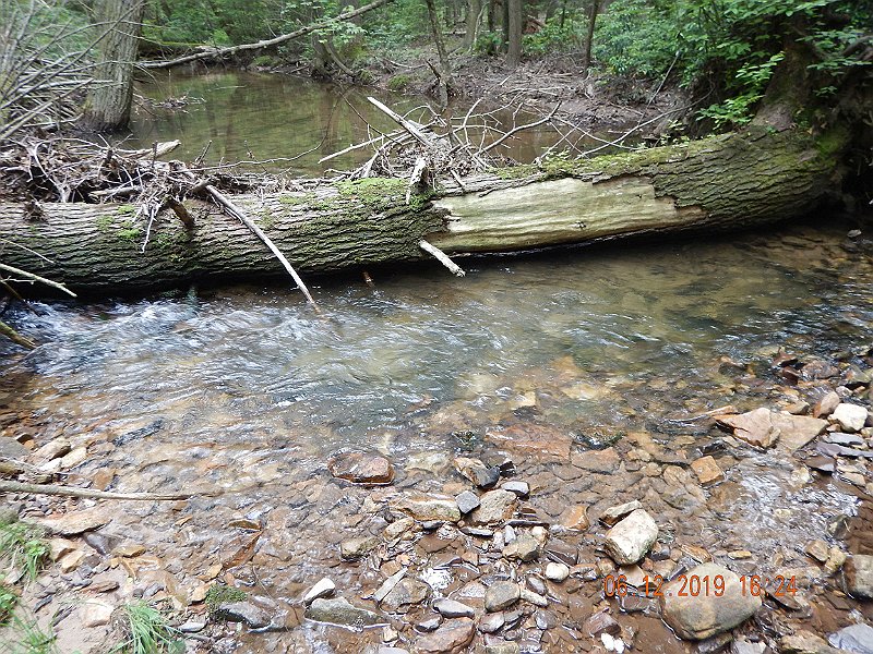 $LaurelRun3040$.jpg - Only one fish by this log.  I would have suspected more.  Hell, if I were a brookie, I'd live here.
