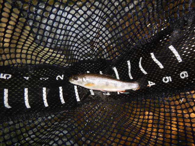 DSCN0138.jpg -                                Then Ed struck a brookie.