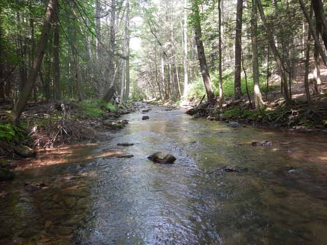 DSCN0140.jpg -                                This stream is really pretty.  We were fishing further downstream than usual.  The stream widens and gets a little warmer.