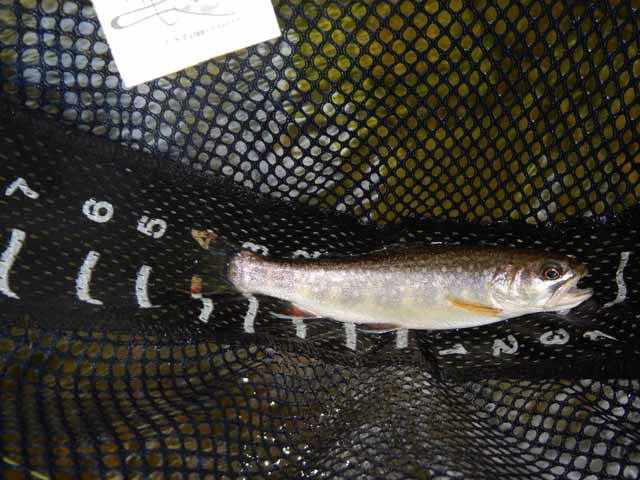 DSCN0144.jpg -                                An 8 incher.