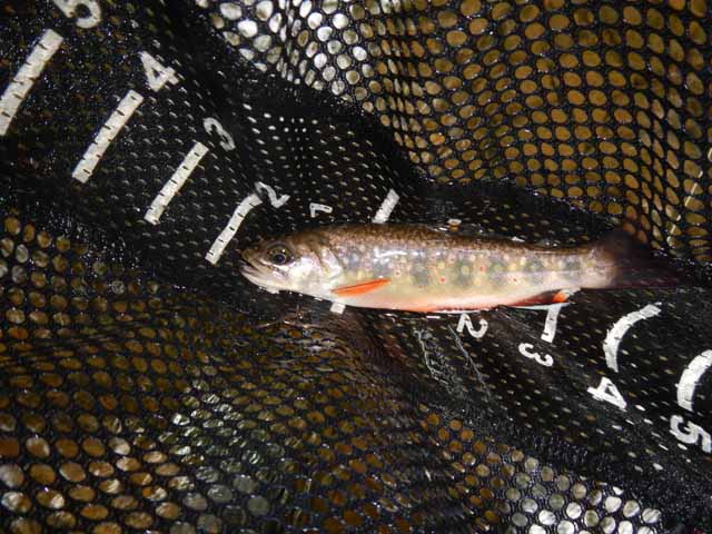 DSCN0152.jpg -                                The fish continued to be really cooperative.