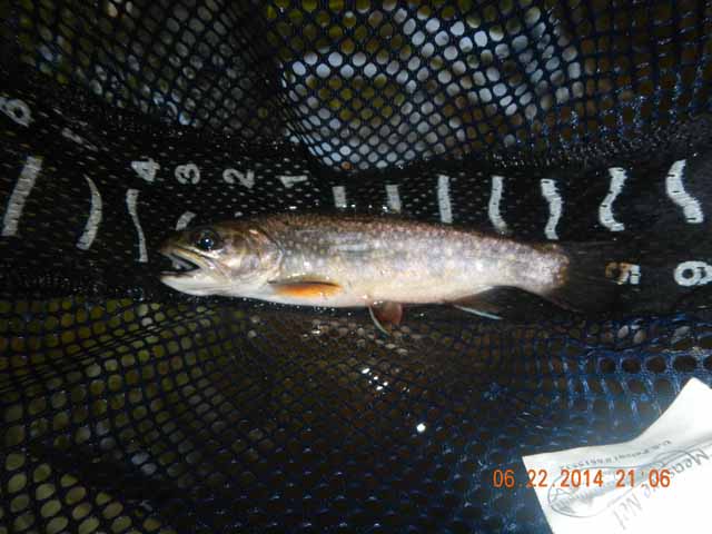 DSCN1090.jpg -                                And, they seemd to be larger than most we've caught elsewhere.  Here is a 9 incher I got.