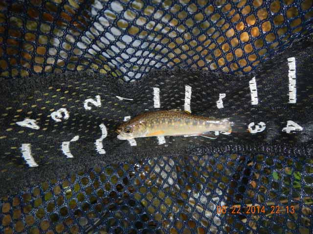 DSCN1098.jpg -                                Typical 4 to 5 inch brookie.
