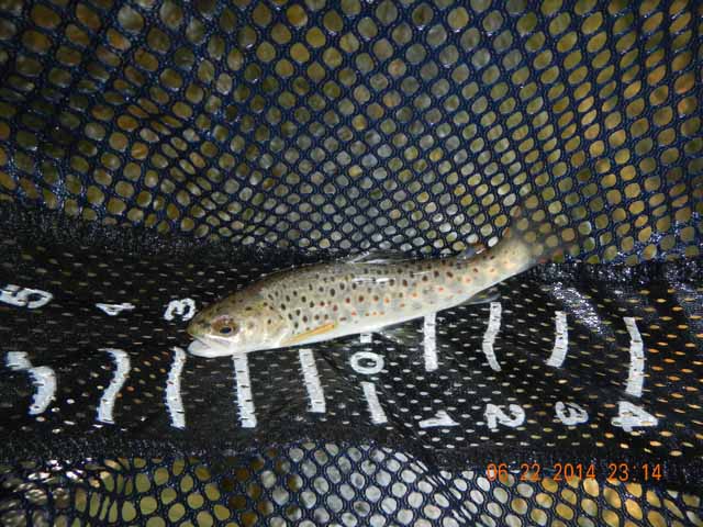 DSCN1103.jpg -                                Think this was a little brown that Gary got.