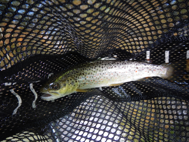 DSCN0318.jpg -                          Then I hooked into this beautiful brown.  This was the biggest of the day.      