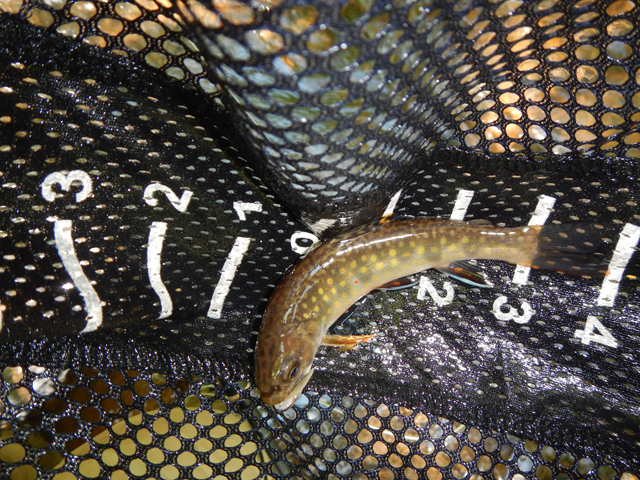 DSCN0322.jpg -                                Then I hooked another couple brookies.