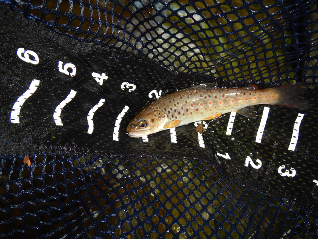 DSCN0327.jpg -                                Then Ed picked up this 6 inch brown.  He was on a roll.