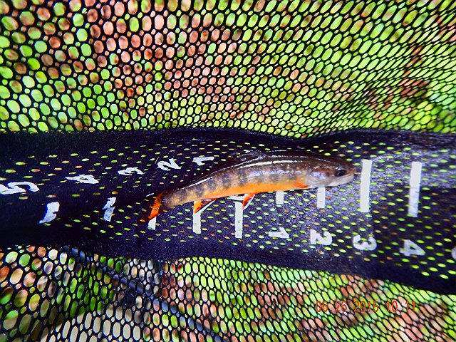 FSCN0476.jpg -                                And here is my last fish.  A pretty brookie.