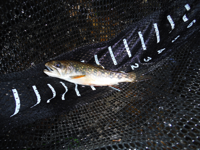 DSCF9016.jpg - Ed got this brookie.