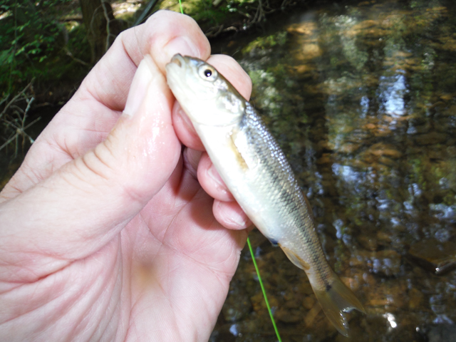 DSCF9024.jpg - Ed caught an imposter trout.  We got several of these through out the day.  Kind of typical with the warm water.