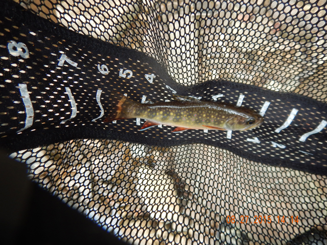 DSCN0613.jpg -                                My last brookie of the day...a really pretty one!