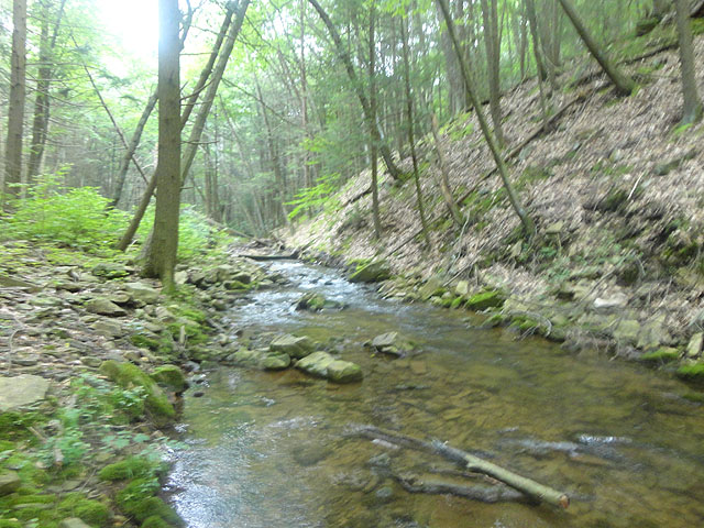 DSC01740.jpg -                                Laurel Run