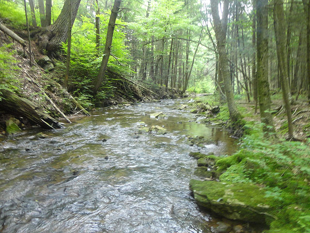 DSC01741.jpg -                                Laurel Run