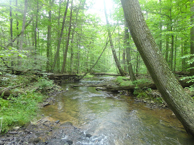DSC01753.jpg -                                Shaeffer Run