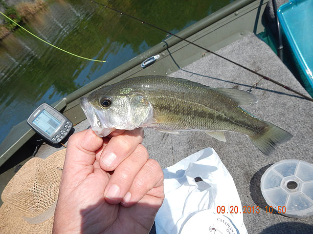 DSCN0118.jpg -                                Probably the biggest fish of the day.  Healthy bass!