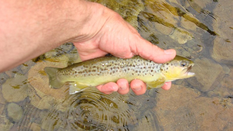 Trout.JPG