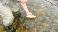 Trout4