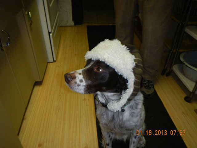 109.jpg -                                Remy...ready for the cold