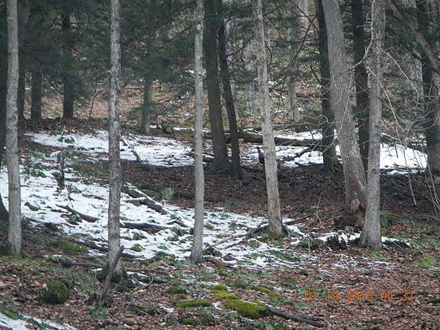 137.jpg -                                Hey, ther are still some turkeys around!