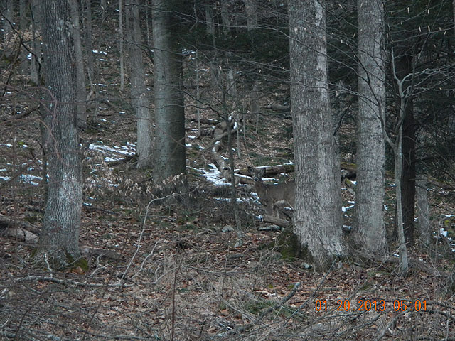 153.jpg -                                There's a few deer around too.  But, not close to the cabin.