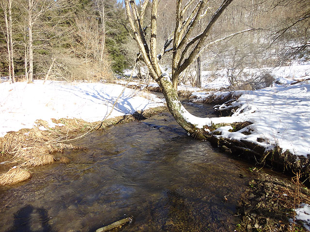 DSC01403.jpg -                                Stream had just the right amount of water.