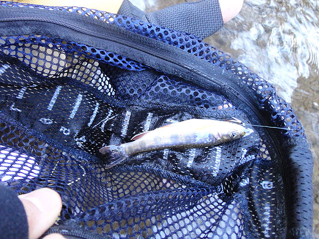 DSC01404.jpg -                                Daves up close.  Yes, that is a Prince in the fish.  That's the only thing they'd hit!