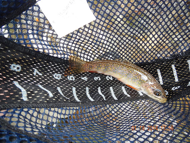 DSCN0347.jpg -                                Hey, a little brookie.  Exactly what we were fishing for.
