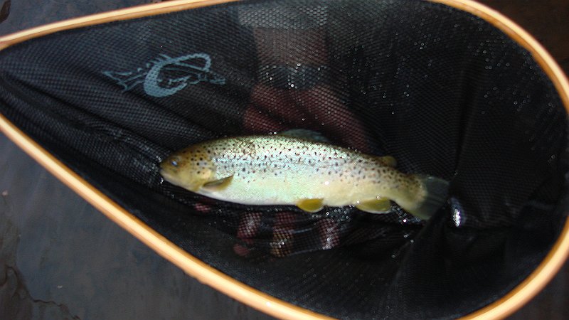 Trout.JPG