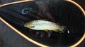 Trout